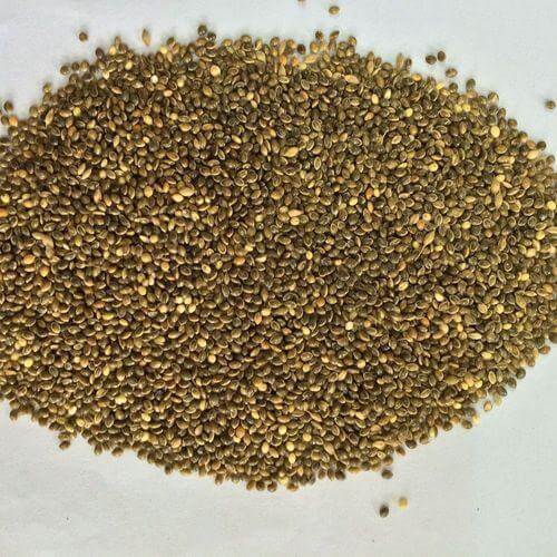 Bajra 1Kg - باجرہ