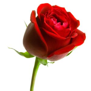 Red Rose Long Stem - Imported