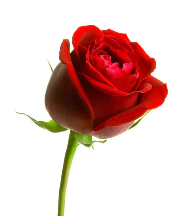 Red Rose Long Stem - Imported